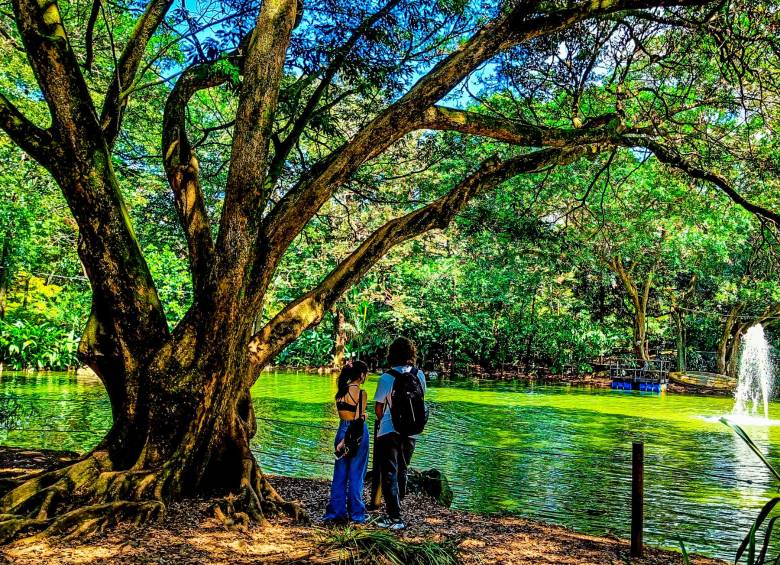 El lago del Jardín Botánico (arriba) es uno de los sitios preferidos por las iguanas. El imponente árbol del viajero (izq.) y la Palma de Cera (Der.) FOTOS CRISTIAN ÁLVAREZ