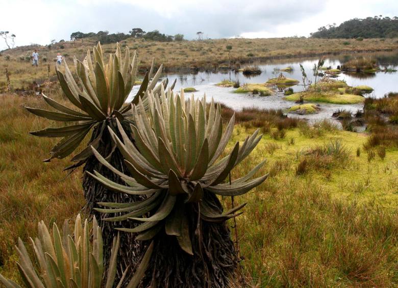 Proteger la superficie de la tierra implica proteger sus recursos más preciados, el agua, los bosques, los páramos. FOTO ARCHIVO DONALDO ZULUAGA