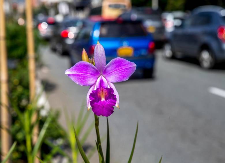 Las flores pueden oler a chocolate o incluso a basura, conozca por qué Las flores pueden oler a chocolate o incluso a basura, conozca por qué