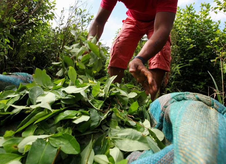 Las hectáreas de coca cultivadas bajaron un 4,7 % entre 2020 y 2021. FOTO: Archivo El Colombiano