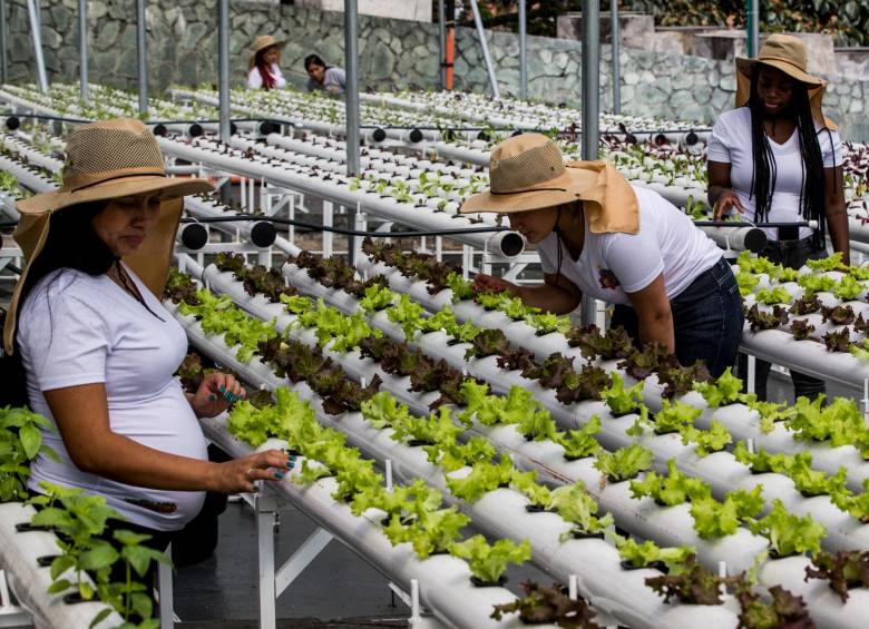 Terrazas de la comuna 13 se convierten en huertas para producir lechuga y albahaca 