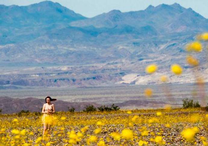 Las intensas lluvias que han caído este año en este lugar, por el efecto del cambio climático, lo han convertido en un jardín de mil colores. Foto AFP