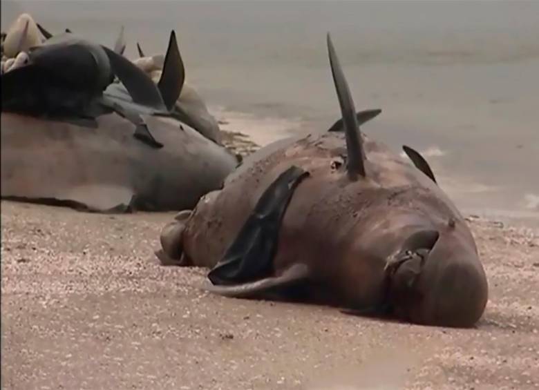 Aterradora ola de ballenas muertas en Nueva Zelanda: 240 aparecieron en una playa