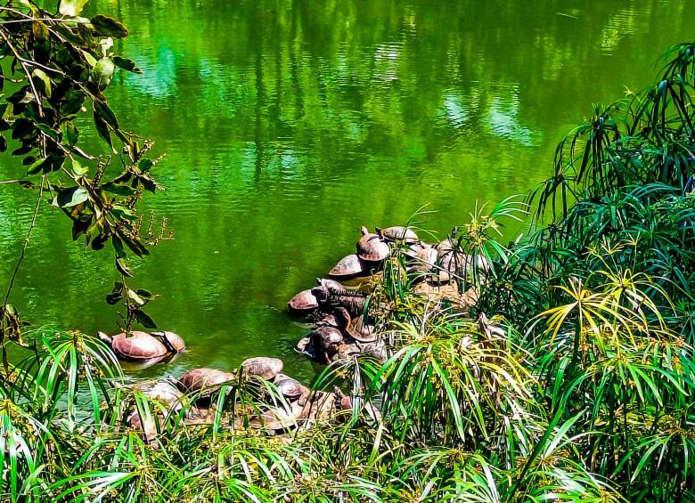 10 curiosidades para ver en el Jardín Botánico