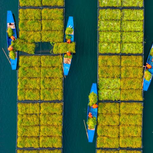 Montados en barcas los agricultores recogen las cosechas. Foto: Getty