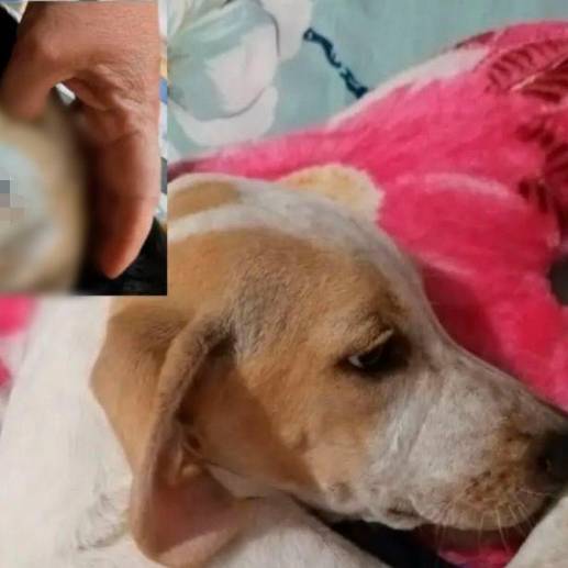 El último caso fue contra una perrita criolla de Marinilla. Foto: Cortesía. 