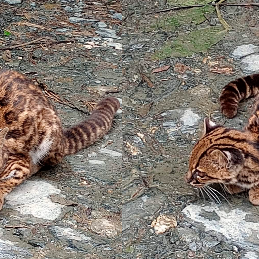El animal, después de las fotografías, volvió a internarse en el monte. FOTO FACEBOOK DATIADOS 