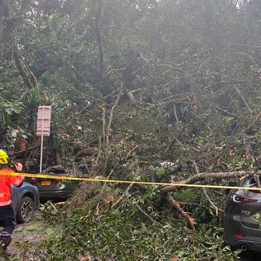 Bomberos Medellín atendió el colapso de este árbol en el primer parque de Laureles. FOTO: CORTESÍA