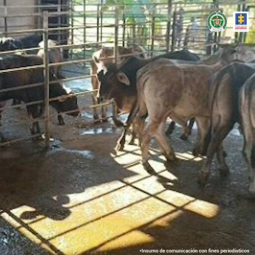 En los corrales encontraron 44 cerdos, 24 vacas y un búfalo. FOTO: CORTESÍA FISCALÍA