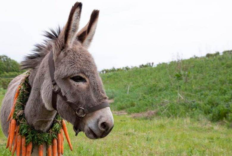 Cinco asnos fueron usados para esta película. FOTO Cortesía