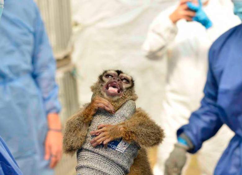El operativo de rescate de fauna más grande en la historia de Colombia se realizó en el Centro de Investigación Científica Caucaseco. FOTO: Colprensa - CVC
