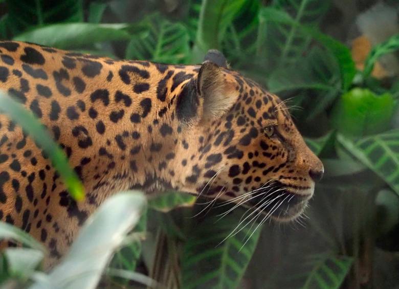 Llega el Día del Jaguar y Colombia se suma a su conmemoración