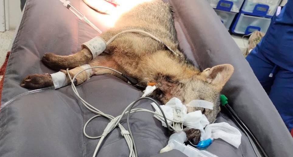 El zorrito atropellado deberá superar una larga recuperación antes de ser liberado nuevamente. FOTO: CORTESÍA