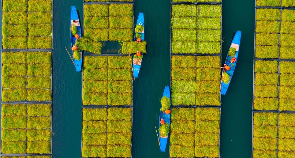 Montados en barcas los agricultores recogen las cosechas. Foto: Getty
