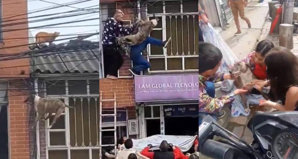 Momentos en los que el perro fue rescatado por los vecinos del sector. FOTO: Pantallazo video Twitter @VenteDigo1