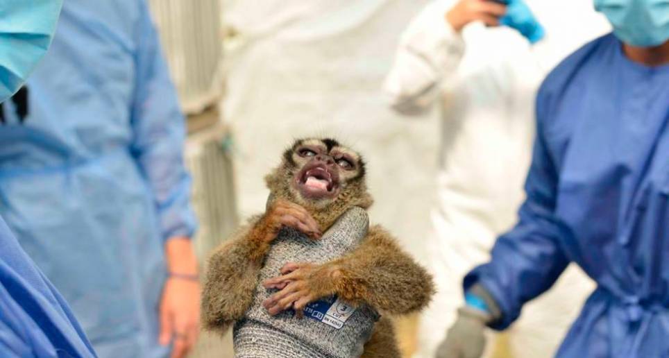 El operativo de rescate de fauna más grande en la historia de Colombia se realizó en el Centro de Investigación Científica Caucaseco. FOTO: Colprensa - CVC