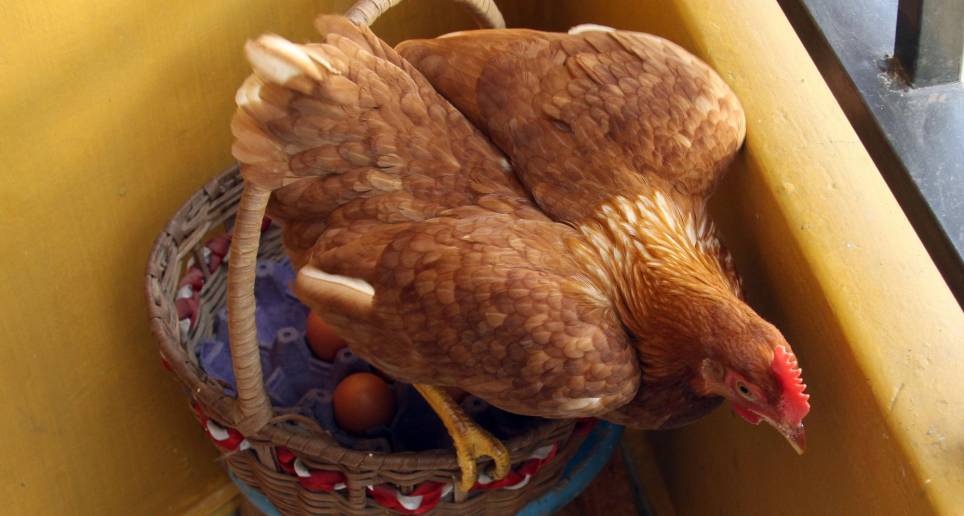 Investigadores de las universidades Warwick y Sheffield aseguran tener la respuesta a la gran incógnita acerca de la historia de la gallina. Foto: Archivo EC
