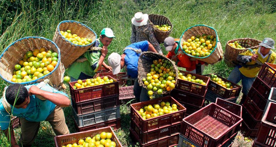 Muchos de los productores del Suroeste se resisten a dejar sus cultivos de cítricos y volver a la ganadería, pero necesitan más acompañamiento técnico y estatal para poderlo lograr. FOTO el Colombiano