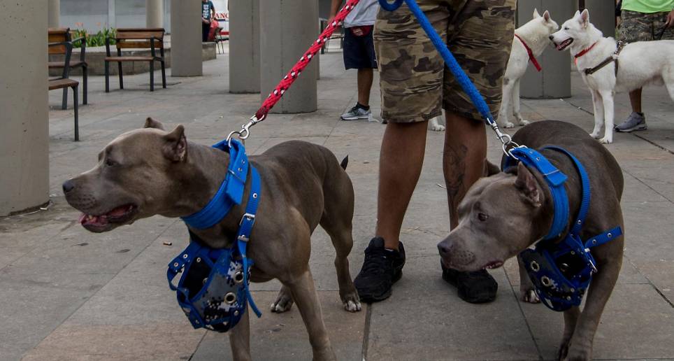 En la última semana se registraron dos casos de perros de raza pitbull que no tenían bozal y mataron a un niño en Bucaramanga y un gato en Bogotá. FOTO El Colombiano