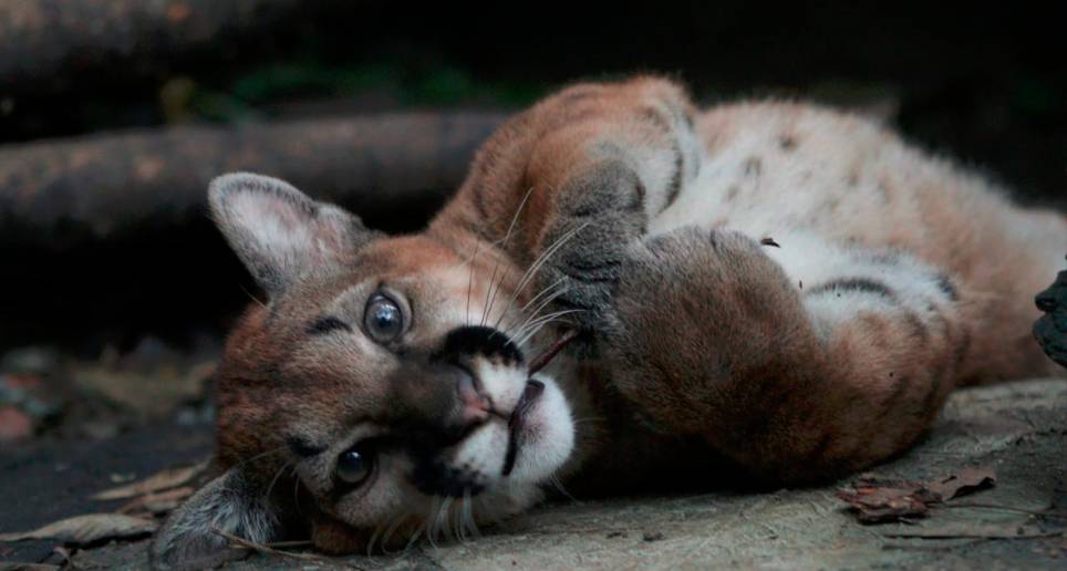 Este fue el puma concolor rescatado en Ciudad Bolívar mientras vivía en un hogar de paso en San Jerónimo. Foto: Corantioquia