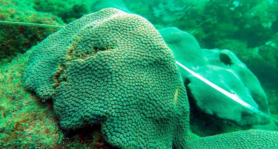 La investigación presenta una descripción preliminar de la ubicación de comunidades coralinas en el área de Bajo San Juan (8° 52’ 58.6” N 76° 30’ 29.7” O), a unos siete kilómetros de la costa del municipio antioqueño, con una extensión de 2.215 metros cuadrados, entre las cuales se destacan macroalgas, esponjas y corales. FOTO Cortesía Corpouraba