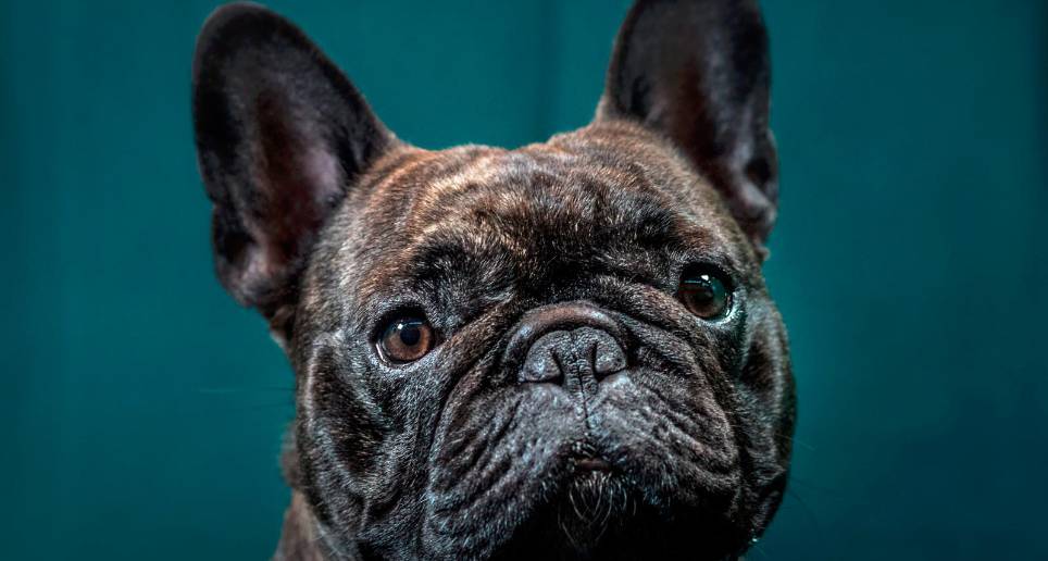 Bulldog francés. Foto Getty
