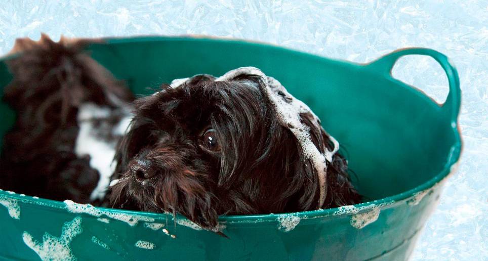 Mientras que los perros necesitan un baño cada 21 días, los gatos no necesitan uno, sin embargo, ambos deben ser peinados constantemente. Foto: Pixabay