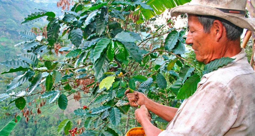 La terna de candidatos a gerente general de la Federación Nacional de Cafeteros inició el pasado 27 de marzo la gira en la cual presentaron sus principales propuestas a los caficultores en cada uno de los 15 comités departamentales de la institución. FOTO Colprensa