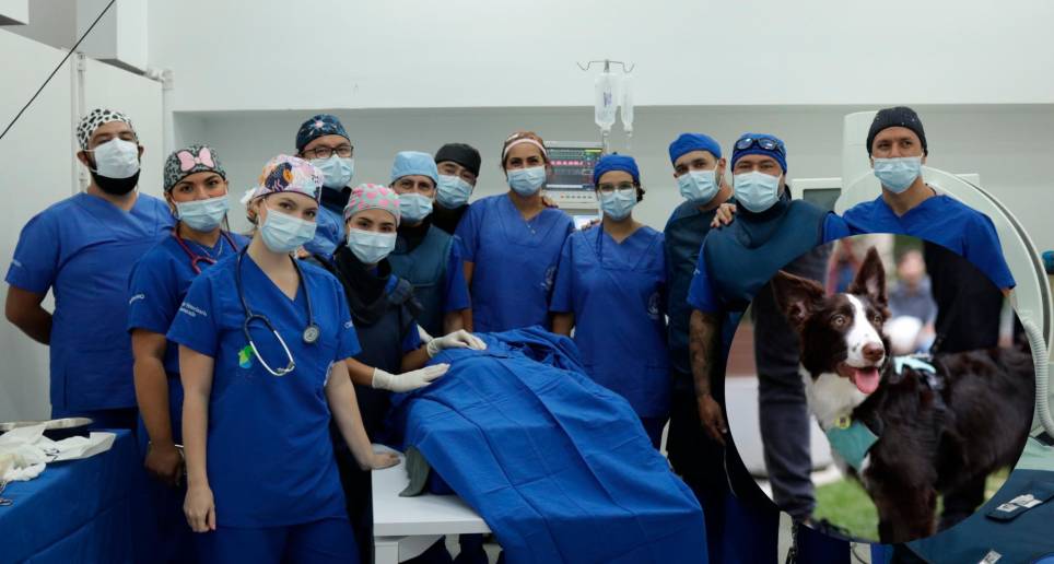 Moka, la perrita a la que le practicaron la valvuloplastia pulmonar este 17 de abril. Foto Cortesía Universidad CES