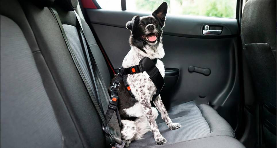 Perro con un arnés de pecho en el asiento trasero de un carro. Foto: Sstock