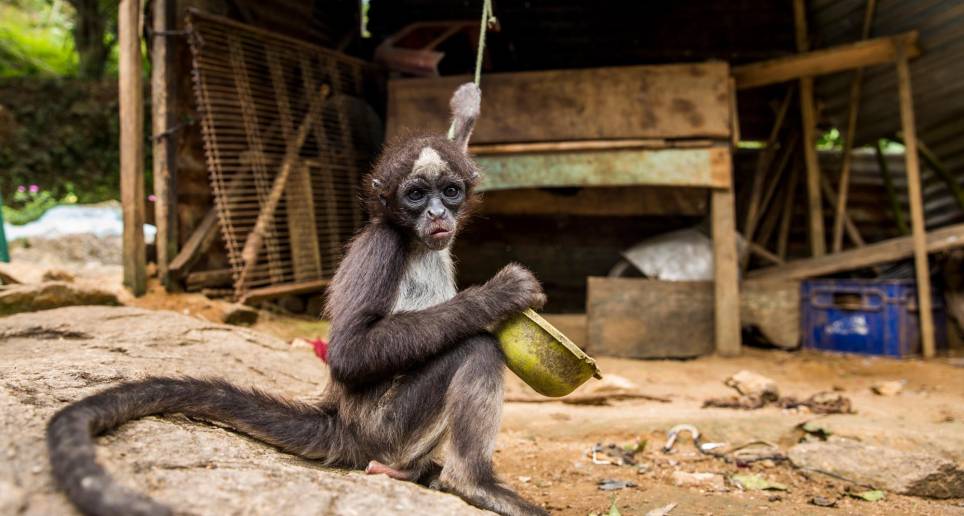  La tenencia ilegal de fauna silvestre sigue siendo uno de los problemas ambientales más graves en Antioquia. En la imagen un primate de la especie Ateles hybridus, fotografiado en zona rural del municipio de Segovia en 2019. FOTO: ESTEBAN VANEGAS LONDOÑO