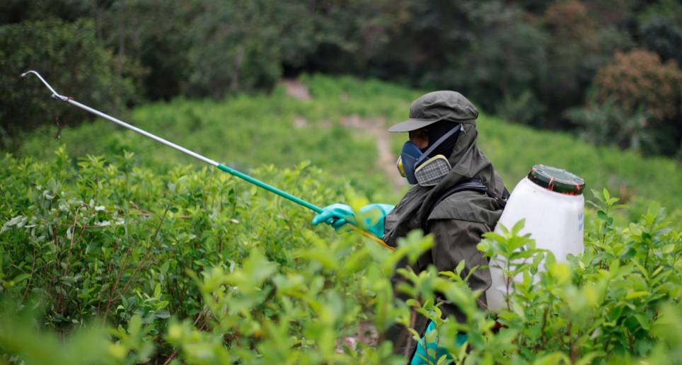 Con el giro de la política antidrogas, Petro ha señalado que su objetivo es golpear la riqueza de los grandes narcotraficantes y no afectar a los campesinos cultivadores. FOTO: COLPRENSA