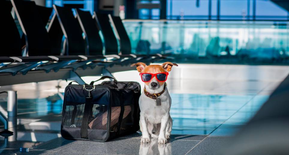 Antes de salir de viaje con una mascota se debe consultar al veterinario para analizar cada caso. De igual manera, consultar con la aerolínea las condiciones y especificaciones del servicio. FOTO Sstock