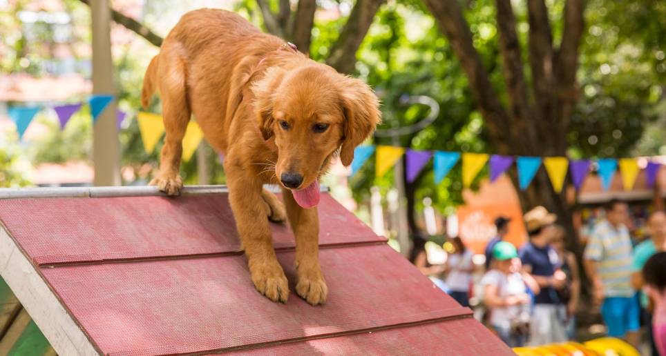 Una mascota es un ser vivo, no un objeto que se pueda devolver. Adoptar es una responsabilidad para varios años, de ahí que sea importante revisar sus posibilidades. FOTO carlos velásquez