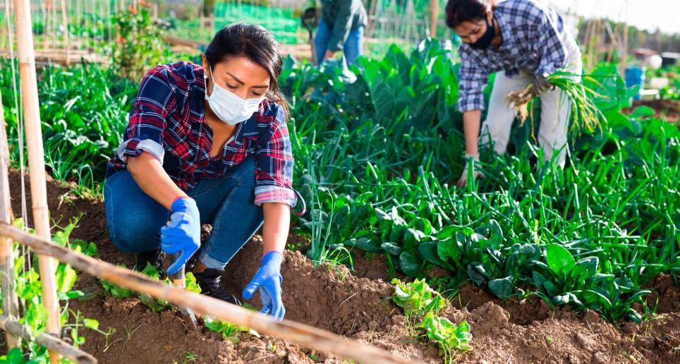 El sector agrícola diseñó la campaña #EchemosPalante para promover el empleo en estas actividades productivas. FOTO SSTOCK