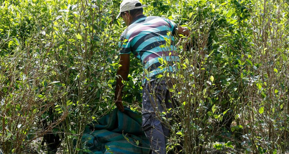 Los campesinos con cultivos artesanales están en crisis financiera en algunas regiones de Colombia. FOTO: MANUEL SALDARRIAGA.