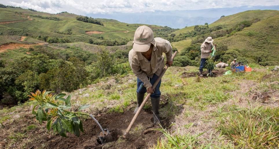 Las empresas agroindustriales destacaron por su inversión para compensar la huella de carbono. FOTO: ARCHIVO