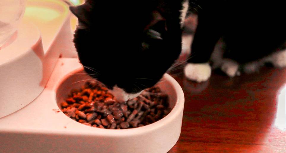 Un gato comiendo concentrado. Foto: Esneyder Gutiérrez