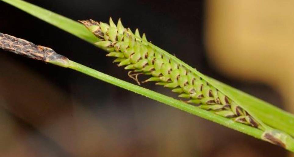 Primer plano de las partes reproductivas (inflorescencias conocidas como espigas) de la especie recién descrita, Carex quixotiana. FOTO Europa Press / Modesto Luceño