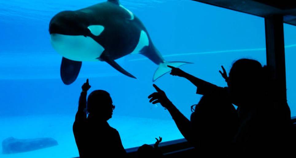 Organizaciones animalistas piden que se sancione al acuario que tuvo en cautiverio a Kiska. FOTO CORTESÍA ANIMAL JUSTICE 