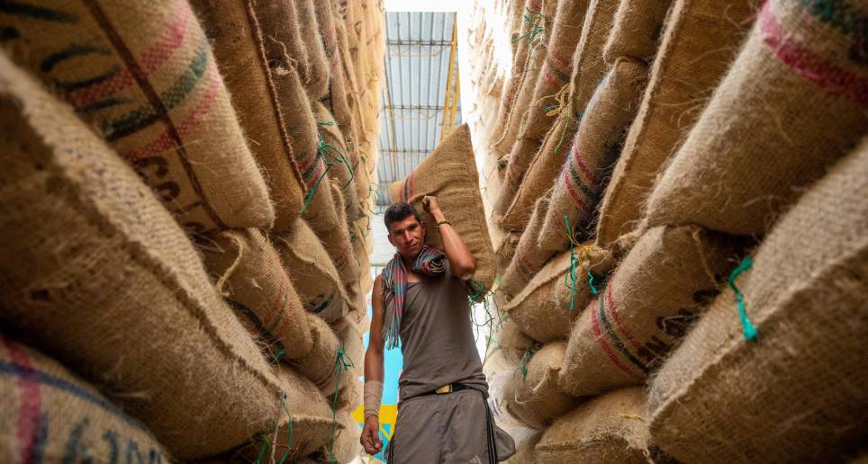 Tras el prolongado fenómeno de La Niña, la producción cafetera empieza a mostrar recuperación. FOTO Camilo Suárez