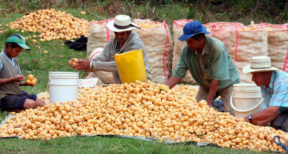 La estrategia reconoce la importancia del sector agropecuario para el aparato productivo y en la vida de las comunidades rurales. Por ello, se han asignado incentivos específicos para 34.000 operaciones adicionales en este sector. FOTO Archivo 