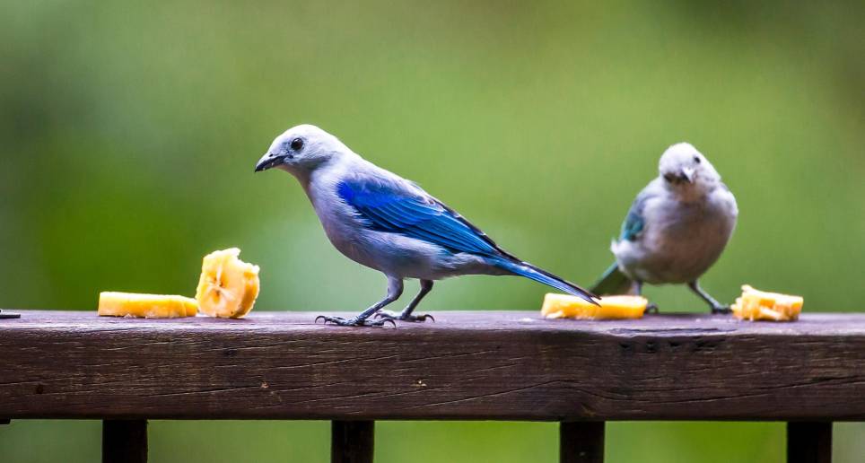 Durante 14 años de conteo, se registraron en Medellín 10.142 aves de 270 especies y de 42 familias diferentes. En la imagen unos azulejos, hacen parte de una de las familias más representativas de la ciudad. Foto: Juan Antonio Sánchez Ocampo
