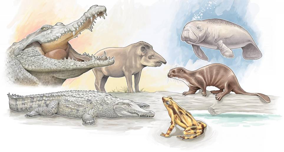 Uno de los principales retos que se tiene frente a la conservación en Colombia, tiene que ver con la educación ambiental. Ilustración Ricardo Ramírez