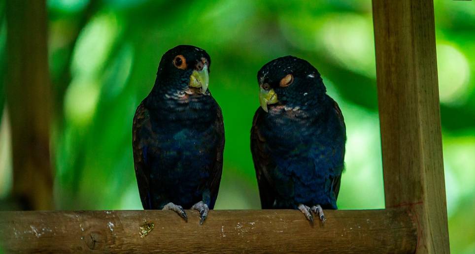 Las aves tiene su espacio acondicionado en este lugar. FOTO Camilo Suárez