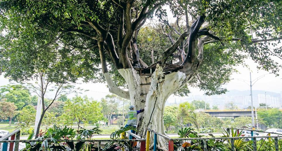 Así quedó la famosa casa del árbol de la autopista Sur luego del incendio de la noche del pasado domingo. FOTOS JULIO CÉSAR HERRERA