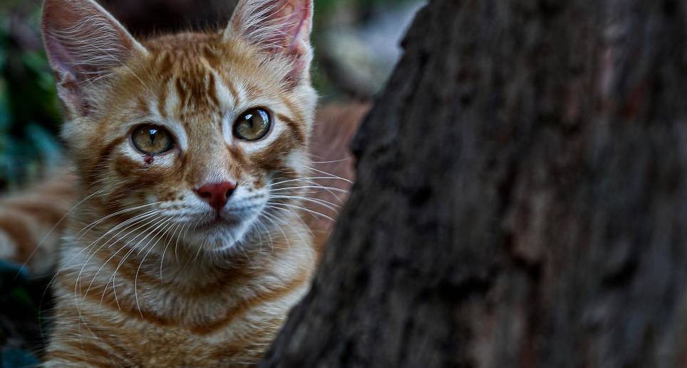 Las emociones de los gatos en realidad son conductas afiliativas que aún no se terminan de estudiar. FOTO Manuel Saldarriaga