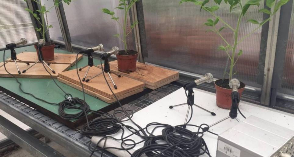 Las plantas de la investigación fueron de tomate y tabaco. FOTO: Europa Press / Ohad Lewin-Epstein