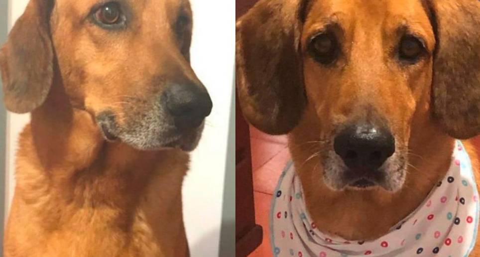 Tommy sufrió de manera innecesaria por un mal procedimiento. FOTO: CORTESÍA