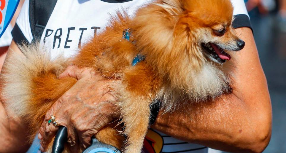 El proyecto de ley busca impedir que los jueces ordenen el embargo de mascotas argumentando que se trata de seres sintientes y no de objetos materiales. FOTO MANUEL SALDARRIAGA 